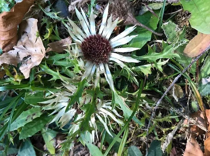 Hotel Der Distelhof Mit Scheunencafé