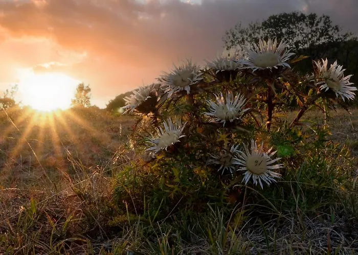Der Distelhof Mit Scheunencafé Dillstadt